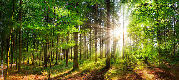 Wald_Smileus_Stock_Adobe_com.jpeg Wald_Smileus_Stock_Adobe_com.jpeg